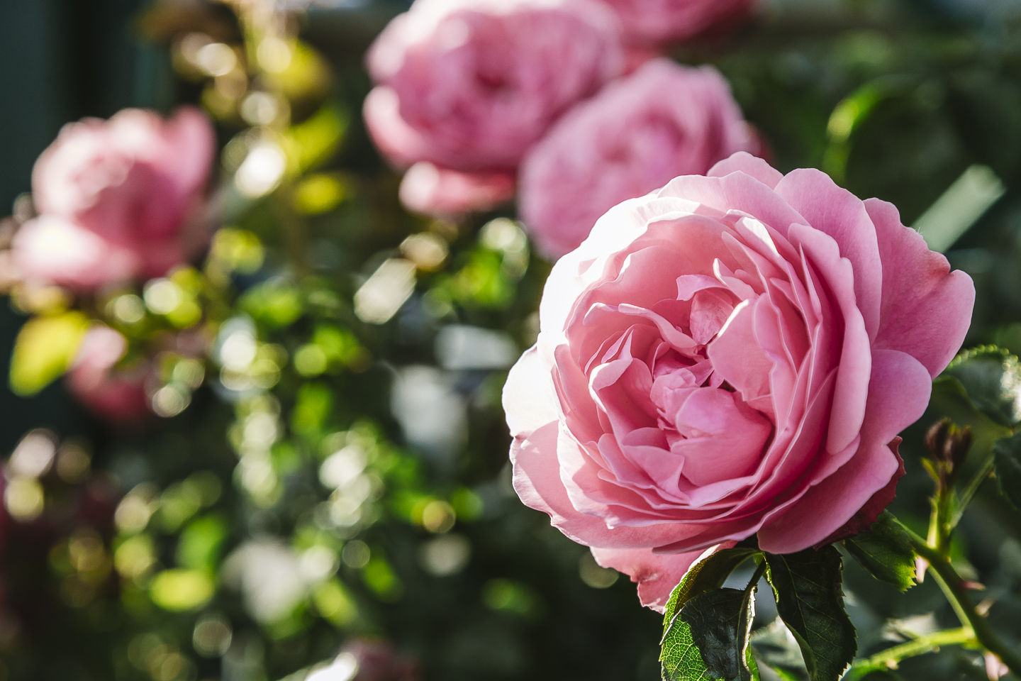 Detailaufnahme einer herrlichen rosa Rose im Hotel Pienzenau am Schlosspark